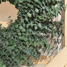 GREEN BABY EUCALYPTUS WREATH