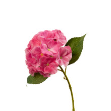 REAL TOUCH HYDRANGEA  - PINK - 14 INCH