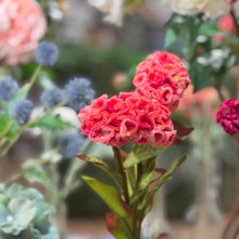 CELOSIA STEM - 24 INCH - CORAL
