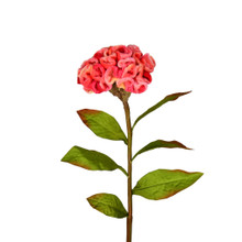 CELOSIA STEM - 24 INCH - CORAL
