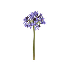 AGAPANTHUS STEM - 27 INCH - PURPLE