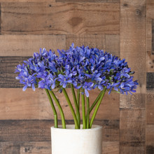 AGAPANTHUS STEM - 27 INCH - PURPLE