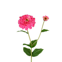 ZINNIA FLOWER AND BLOOM - 26 INCH - PINK - Mills Floral Company