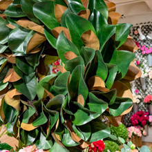 MAGNOLIA LEAF WREATH - 27 INCH 