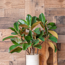 MAGNOLIA LEAF BRANCH - 24 INCH 