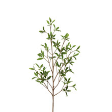 COPROSMA KIRKII SPRAY - 33 INCH
