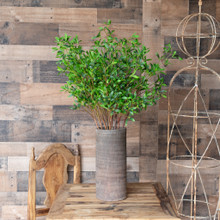 COPROSMA KIRKII SPRAY - 33 INCH