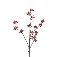 EUCALYPTUS BUD SPRAY 33 INCH