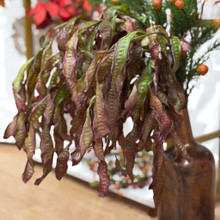 HANGING SEED LEAVES SPRAY 35 INCH