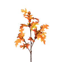 OAK LEAF AND ACORN STEM - 32 INCH