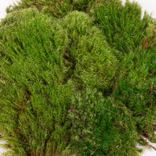 MOOD MOSS NATURAL - BOX