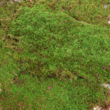 SHEET MOSS NATURAL  - BOX