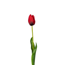 NATURAL TOUCH TULIP - 23.5 INCH - RED