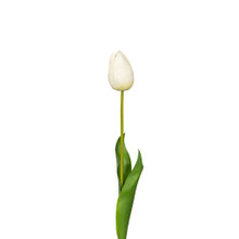 NATURAL TOUCH TULIP - 23.5 INCH - WHITE