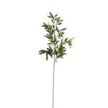 OLIVE BRANCH - 38 INCH