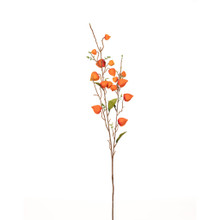 JAPANESE LANTERN STEM - 34 INCH