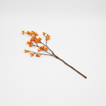 BITTERSWEET SPRAY - 24 INCH