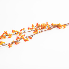 BITTERSWEET STEM - 45 INCH