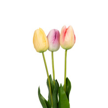 NATURAL TOUCH TULIP - 23.5 INCH - PASTEL TRIO (36 STEMS)