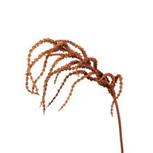Hanging Amaranthus Spray Chestnut 39 Inch