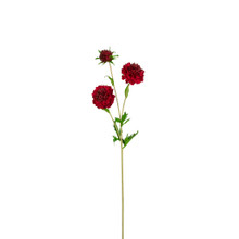 Scabiosa Spray Ruby 30 Inch