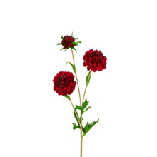 Scabiosa Spray Ruby 30 Inch