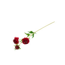Scabiosa Spray Ruby 30 Inch