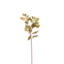 Coleus Stem Green 30 Inch