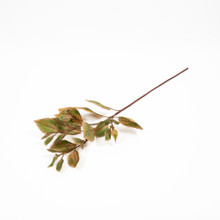 Coleus Stem Green 30 Inch