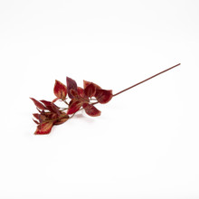 Coleus Stem Plum 30 Inch