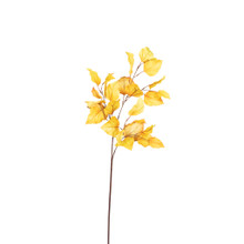 Golden Birch Stem 31 Inch
