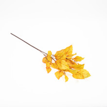 Golden Birch Stem 31 Inch