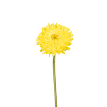 Helichrysum Stem Yellow 19 Inch