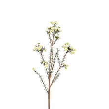 Wax Flower Spray White 31 Inch
