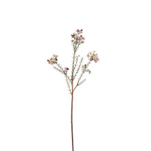 Wax Flower Spray Lavender 31 Inch