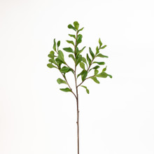 Pittosporum Spray 30 Inch