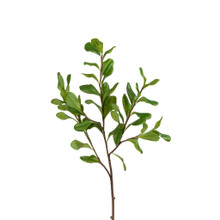 Pittosporum Spray 30 Inch