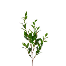 Laurel Leaf Branch 40 Inch