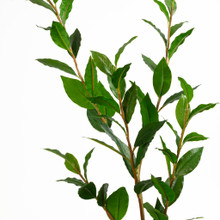 Laurel Leaf Branch 40 Inch
