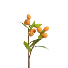 Loquat Fruit Branch 34 Inch