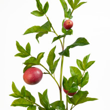 Passion Fruit Spray Plum 47 Inch
