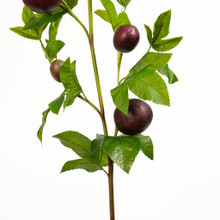 Passion Fruit Spray Purple 47 Inch