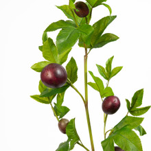 Passion Fruit Spray Purple 47 Inch