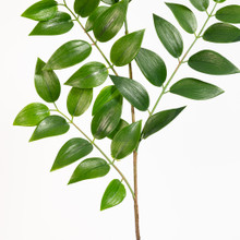Ruscus Spray 36 Inch