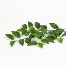Ruscus Spray 36 Inch