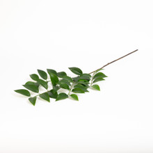 Ruscus Spray 36 Inch