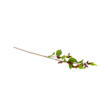 Mulberry Spray 45 Inch