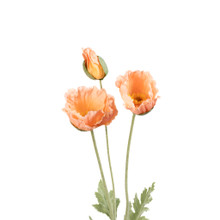 Poppy Spray Peach Real Touch 3 Head 27 Inch