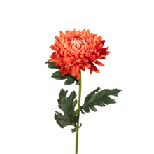 Chrysanthemum Stem Sienna Real Touch 27 Inch