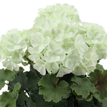 Geranium UV Plant 15.75 Inch White